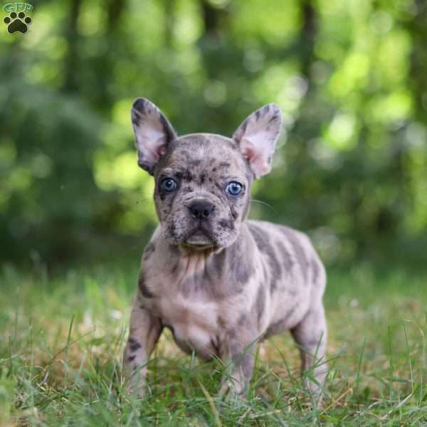 Diamond, Frenchton Puppy